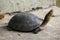 Siamese box terrapin .Shaped like turtles, but with a higher curved