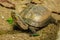 Siamese box terrapin .Shaped like turtles, but with a higher curved