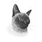 Siamese cat animal cute black and white face. Vector funny happy cat head portrait. Realistic fur portrait of thai