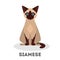 Siamese cat. Beautiful animal breed. Adorable animal
