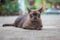 Siamese cat with a bell around his neck