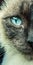 Siamese cat. Blue eye. Half face.