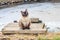 A Siamese cat with blue eyes outdoors