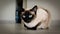 Siamese cat with blue eyes sitting