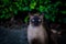 Siamese cat with blurred background.