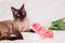 Siamese cat with  bouquet of pink tulips