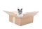 Siamese Cat in a Box