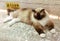 Siamese Cat Breed Baby Asian Thai Cats Siam Kitten Himalayan Kitty Kitties Brown Fur Blue Eyes Meow Pet Pets Tiger Grooming Orient