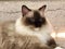 Siamese Cat Breed Baby Asian Thai Cats Siam Kitten Thailand Kitty Kitties Brown Fur Blue Eyes Meow Pet Pets Tiger Grooming Orient
