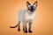 Siamese cat with bright blue eyes on an orange background