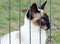 Siamese cat in a cage looking out through bars