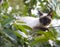 Siamese cat climbing on the tree