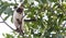Siamese cat climbing on the tree