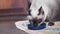Siamese Cat is eating cat pellet food on wooden floor.