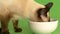 Siamese cat eating from food plate close up side shot