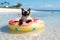 siamese cat on a floatie in calm beach waters