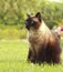 Siamese cat in grass