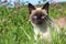 Siamese cat in the grass sits and looks