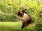 Siamese cat in a green grass