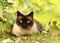 Siamese cat in a green grass