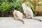 Siamese cat and Grey striped cat enjoy in garden