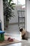 siamese cat in a house (france)