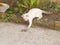 Siamese cat hunting a litle gray mouse on a farm