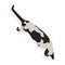 Siamese Cat Isolated Vector Funny Pet Character