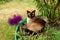 Siamese cat lie in garden