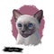 Siamese cat lilac point oriental Wichianmat landrace, cat native to Thailand known as Siam. Digital art illustration of pussy