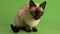 Siamese cat looking around on green screen full shot