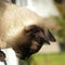 A Siamese cat looking down