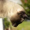 A Siamese cat looking down