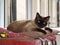 Siamese Cat lying