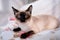 Siamese cat lying