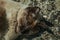 Siamese cat lying asleep on stone parapet