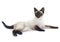 Siamese cat lying down