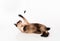 Siamese Cat lying on the white desk and playing with rope and mouse. White background.