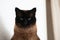 Siamese cat with narrowed eyes and menacing look