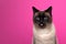 siamese cat naughty sticking out tongue portrait on magenta or pink background