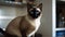 A Siamese cat perched on the windowsill watching birds outside created with Generative AI