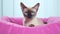 Siamese Cat In Pink Cat Bed On Blue Background