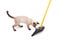 Siamese cat playing with a broom