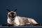 Siamese cat portrait in dark blue background