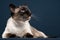 Siamese cat portrait in dark blue background