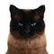 Siamese cat portrait with narrowed eyes and menacing look