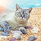 Siamese cat relaxing on the beach