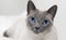 Siamese cat relaxing blue eyes