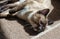 Siamese cat in rest