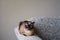 Siamese cat resting on couch armrest in living room